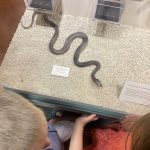 visite_musee_sciences_naturelles_Hopplakids-2